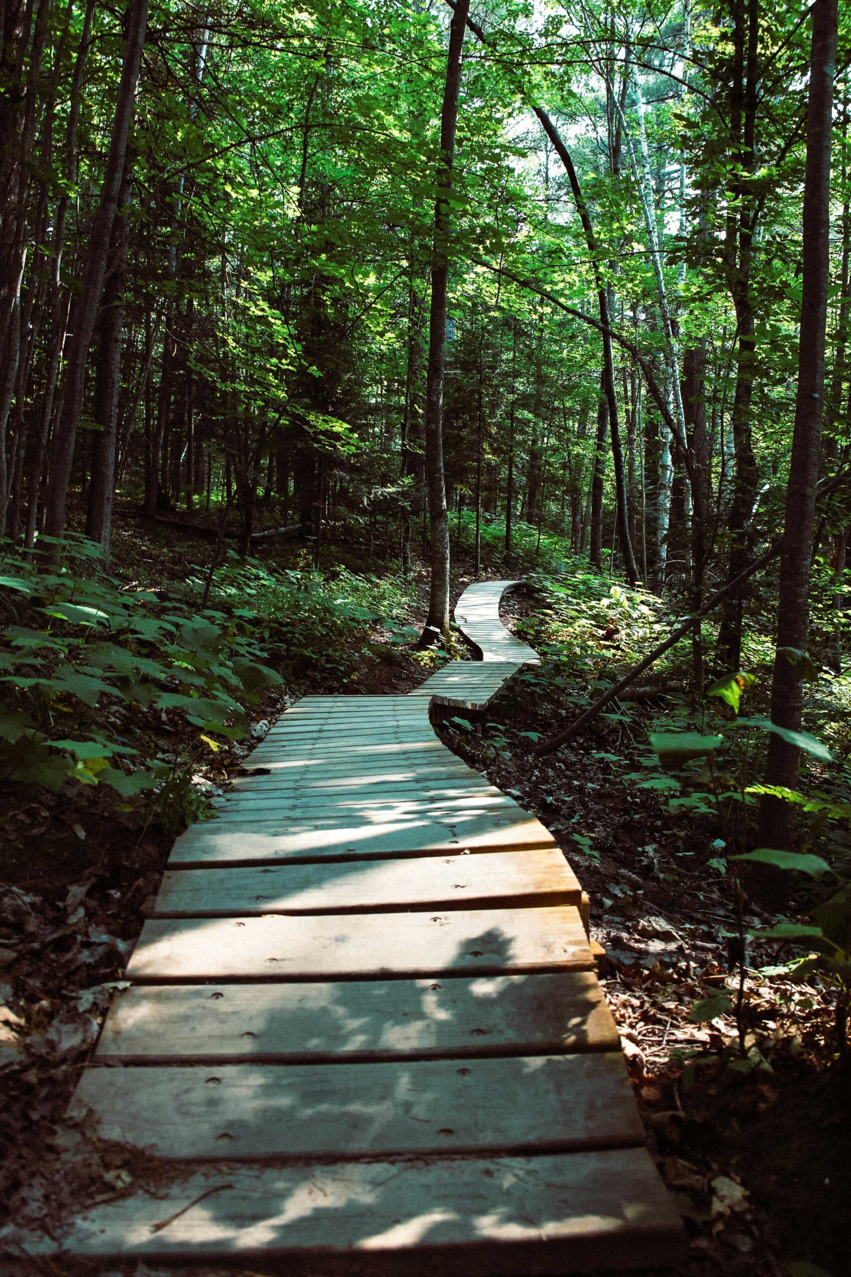 pexels-photo-1423827-1423827 Wooden boardwalk winding through a lush green forest in Bayfield, WI, showcasing natural beauty.